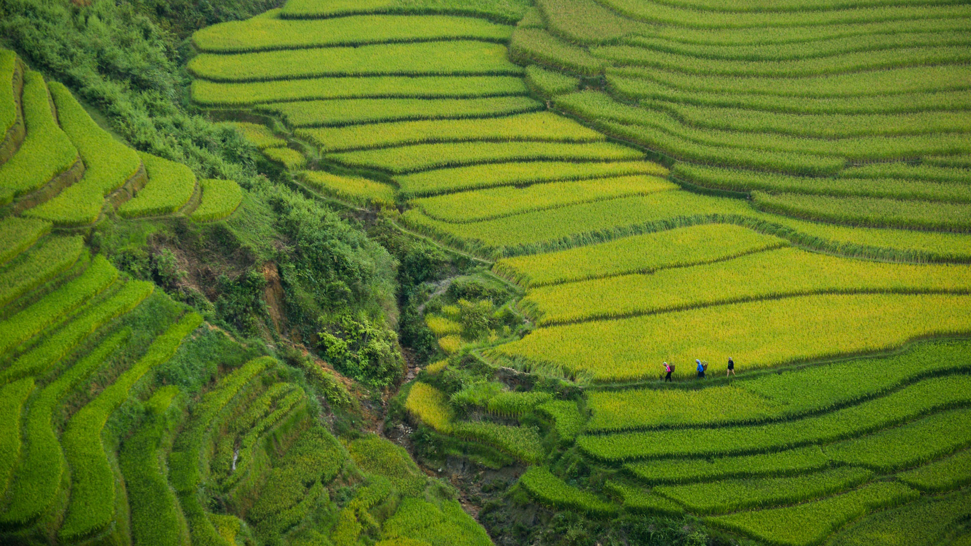 Fields in Vietnam