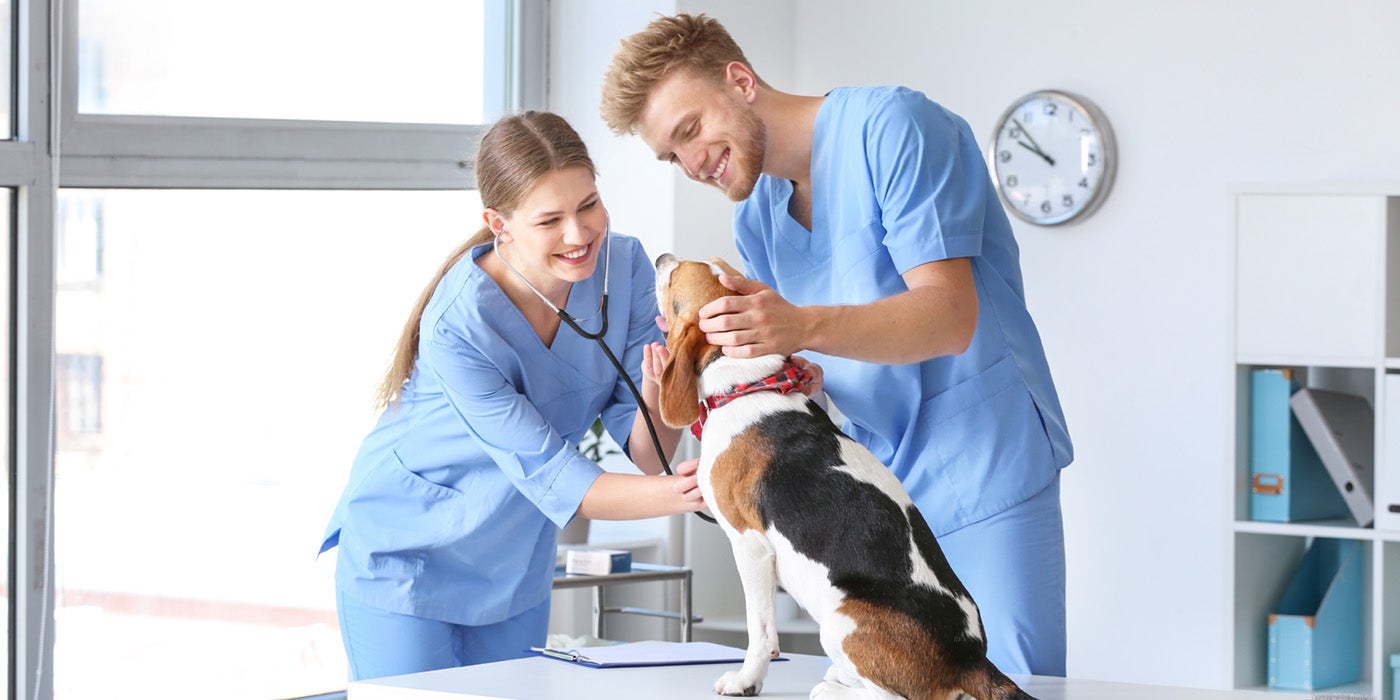 And man and woman examining a beagle in a clinic
